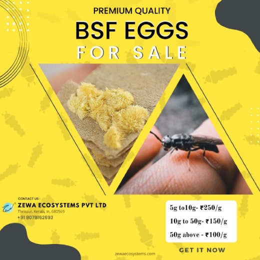 BSF EGGS FOR SALE
