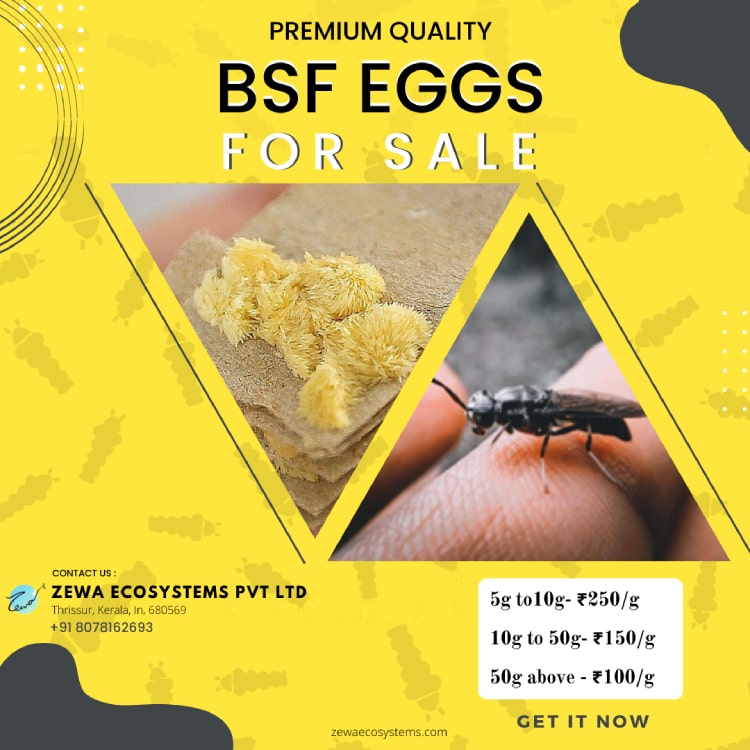 Premium quality black soldier fly eggs for sale now!