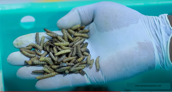 Insect Farming