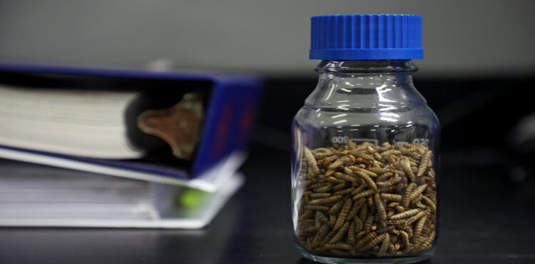 insect feeds